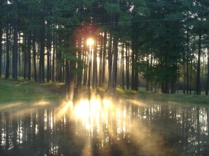 sun on mist through trees