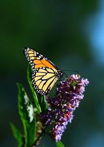 Beautiful Monarch