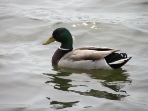 Mallard Duck on Lake