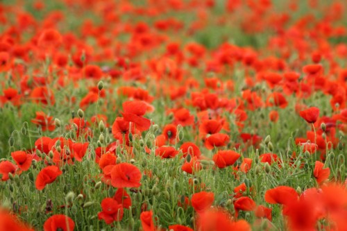 poppies-1369329