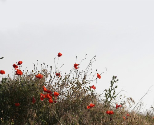 poppies-field-1394711