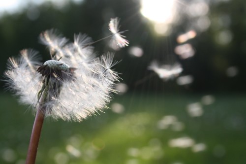 dandelions