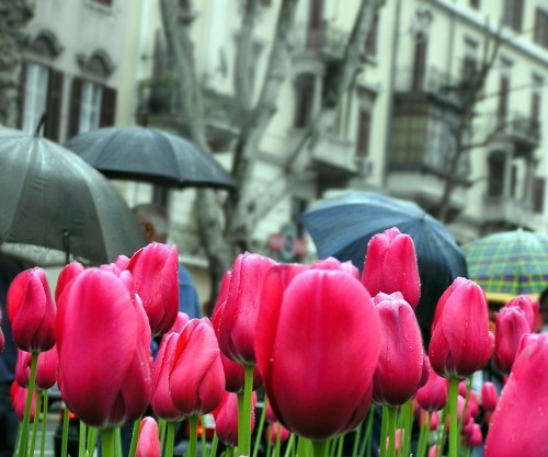 tulips-in-the-city-2-1193682